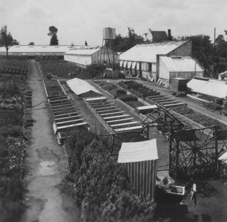 Long rows of cold frames running away towards the glasshouses.