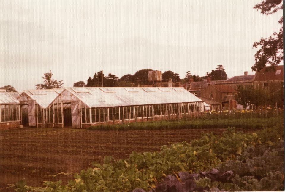 A run of glasshouses seen end-on across open ground.